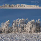 Деревья в инее в снежном поле утром. 30k