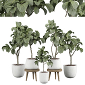 indoor Plant 499