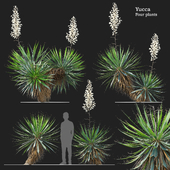 Yucca plant 03