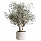 indoor plant 467 pot plant olive tree concrete dirt vase