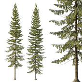 Spruce Tree03