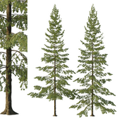 Spruce Tree04