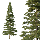 Spruce Tree05