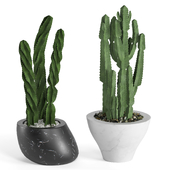 Indoor Plant Cactus Set 03