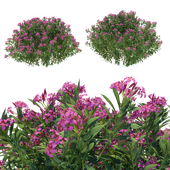 Олеандр розовые цветы (август)