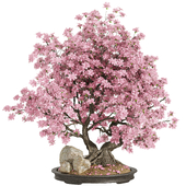 Charry Bonsai Blossom Tree 28