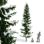 Ель Обыкновенная Picea Abies Зимняя 7m Spruce