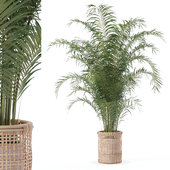 Plants collection 198 - Areca palm