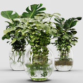 Indoor Plant Set 02 Ivy In Jar