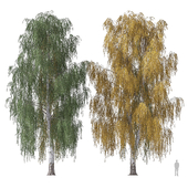Weeping birch 4 (Betula pendula 4)