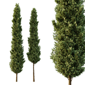 Italian Cypress Tree07