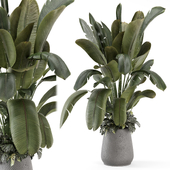 Indoor Plants in Gray Concrete Pot - Set 2125