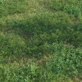 Natural lawn: capsella bursa-pastoris & setaria viridis