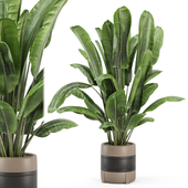 Indoor Plants in Ferm Living Bau Pot Large - Set 2129