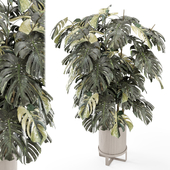 Indoor Plants in Ferm Living Bau Pot Large - Set 2130