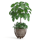 Indoor Plant Pilea Set08