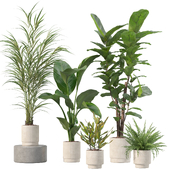 Plants collection 204 - palm, strelitzia, fern, ficus, croton