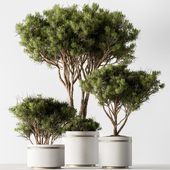 Indoor Plant 708 - Stone Pine
