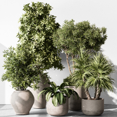 Indoor Plant 720 - Tree in Pot