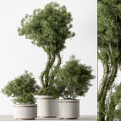 Indoor Plant 723 - Tree in Pot