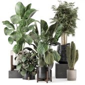 Indoor Plants in Combination of wood & Stone Pot - Set 2161