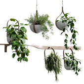 wall plant - set Indoor plant 483 hanging plants on shelf in wooden pot