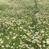 Field with chamomile