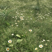 Луговые травы и цветы