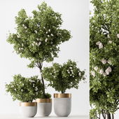 Indoor Plant 724 - Tree in Pot