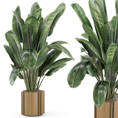 Indoor Plants in Wooden Pot - Set 2175