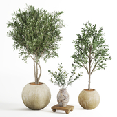 Indoor Plant Olive set09