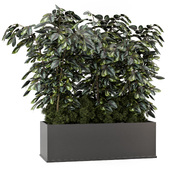 Indoor Ficus Plant in Black Pot - Set 2176