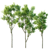 Celtis Australis03