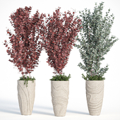 Indoor Plant Eucalyptus in Flower pot