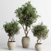 Tree and plant in a concrete vase - indoor plant 484