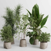 ficus Tree and plants in a concrete vase - indoor plant 485