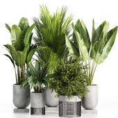 Indoorplants in concretepot-set101