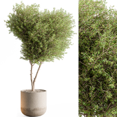 Indoor Plant 725 - Tree in Pot
