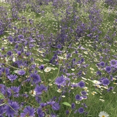 Field of chicory and chamomile