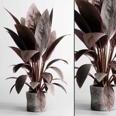 fiucs plants - Indoor plant set 489 concrete dirty vase