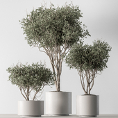 Indoor Plant 731 - Olive Tree