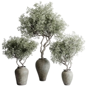 Olive Trees - Indoor plant set 488 concrete dirty vase