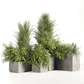Outdoor plants-plants in concrete box-set16