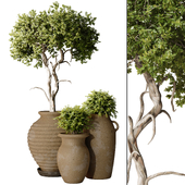 Tree and Shrubs in pottery pot 316