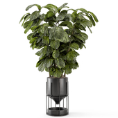 Indoor Plants in Ferm Living Bau Pot Large - Set 2194
