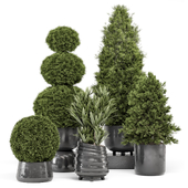 Outdoor Plants Pine Bush and Tree -Bush Set 2195