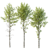 spring trees Alnus Glutinosa