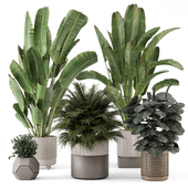 Indoor Plants in Handmade Stone Pot - Set 2197