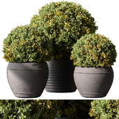Outdoor Plants 624 - Topiary Ball