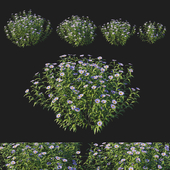 Aster oblongifolius bush